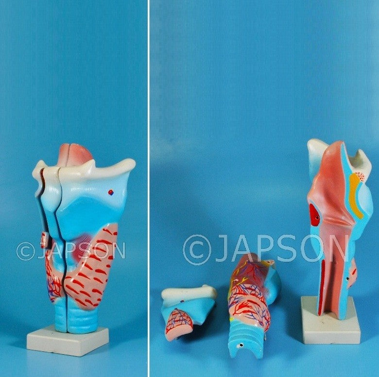 Human Larynx, Full Size 3 Parts Human Larynx, Full Size 3 Parts
